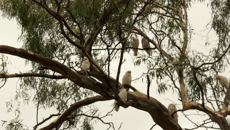 native australian corella flock in plague proportions at a victorian township