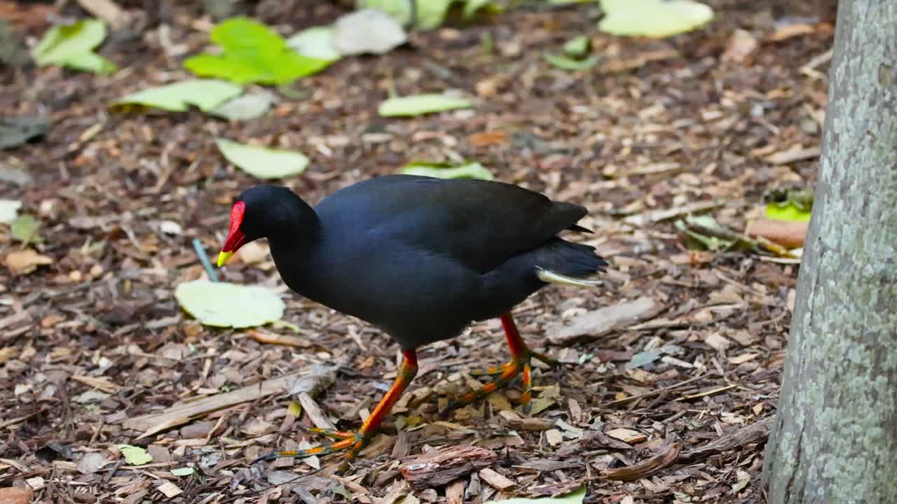 gallinula hawaiana caminando por el suelo con hojas
