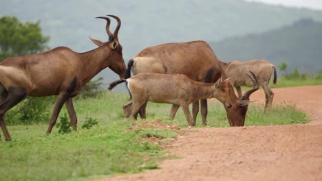 wet young red hartebeest family walks to dirt road in african rain