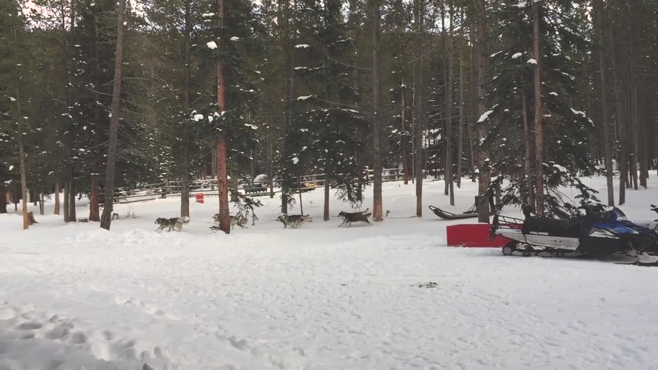 Hundspann i en snöig skog