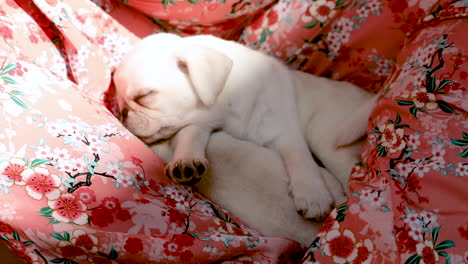 pug puppies sleeping on a person's lap