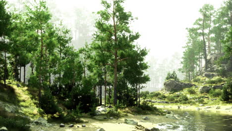 scenic view of a tranquil forest by a river in bright daylight