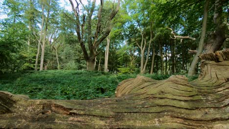 frondoso bosque en un bosque inglés con un árbol caído muerto en el suelo