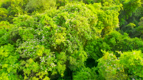 Drone footage of the Jungle in South America