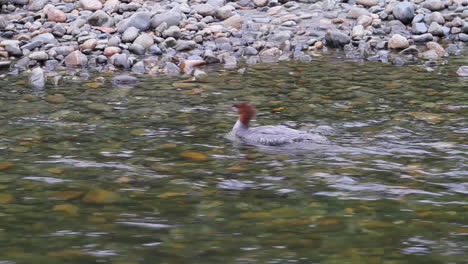 red head merganser bird swims upstream against strong