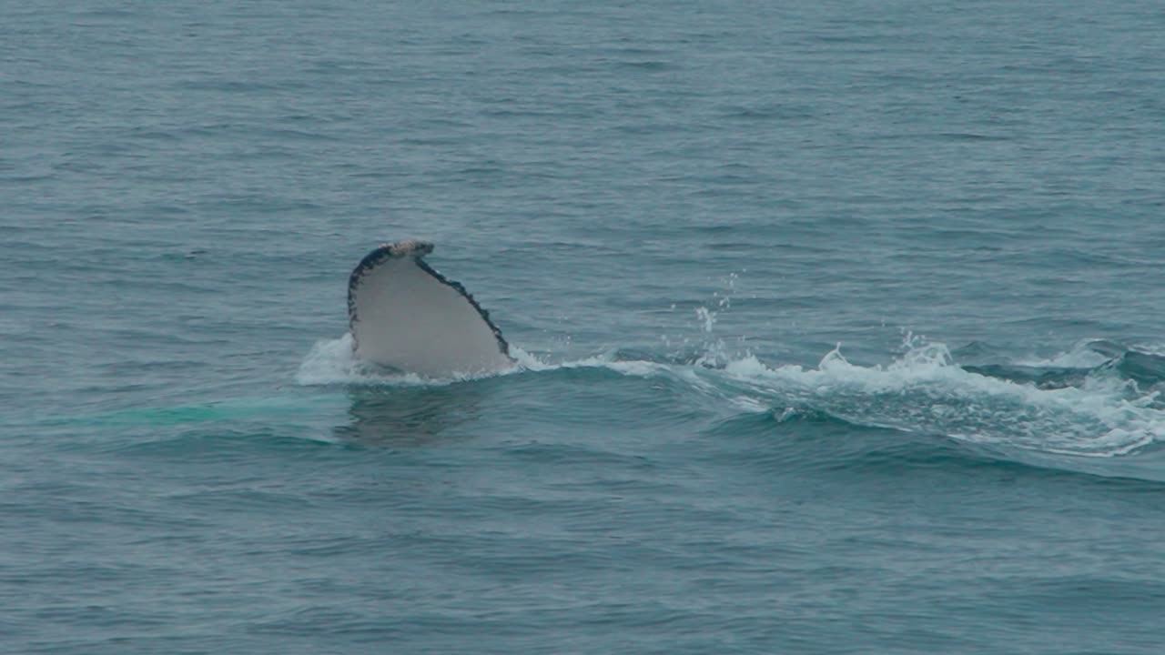 Humpback whale swimming in the ocean waters near Los Organos, Piura, Peru