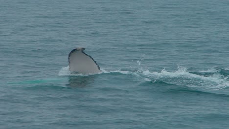 humpback whale swimming in the ocean waters near los organos, piura, peru