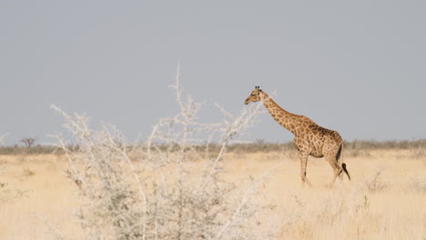 watching a south african giraffe ambling at a relaxed pace - wide shot