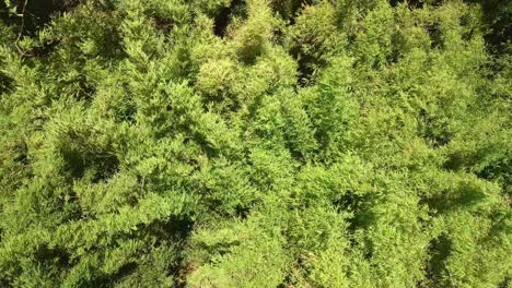 Drone-Aéreo-Abajo-Vista-De-Plantas-De-Bambú-Balanceándose-En-El-Viento