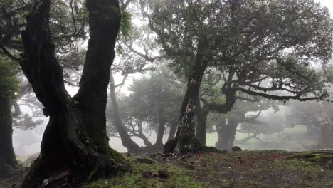 Walking-throug-magical-trees-in-fanal-forest-on-shrouder-in-fog,-Madeira-Island