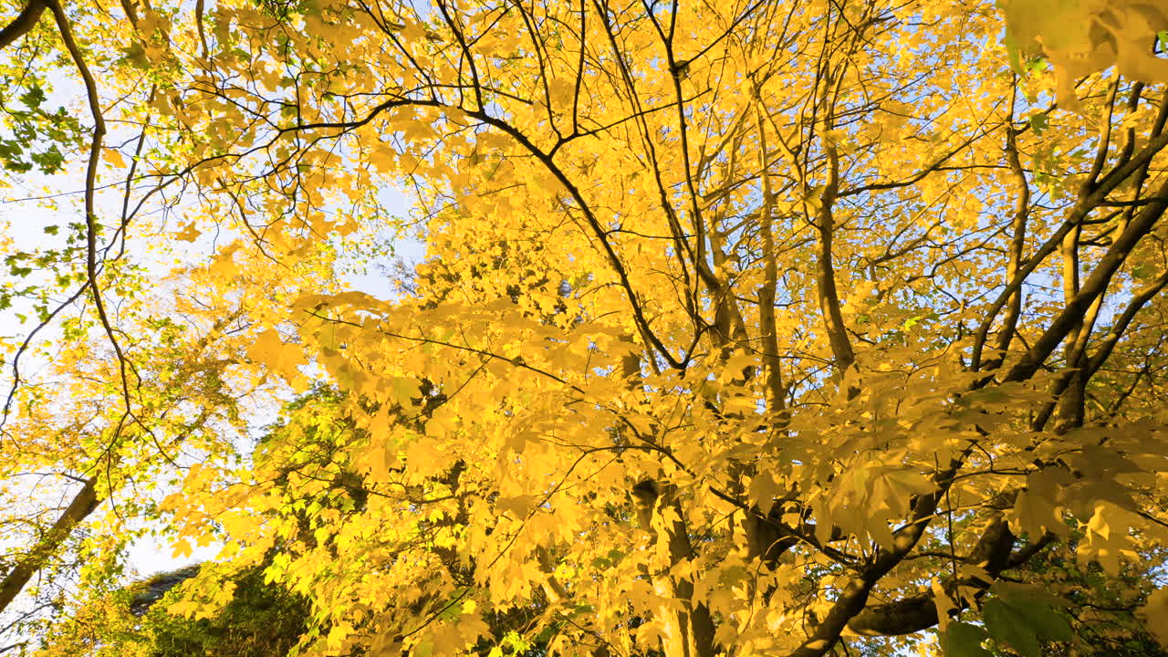 Autumn leaves on a maple tree