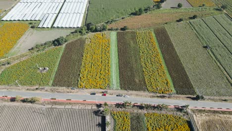 Pflanzfeld-Mit-Drohne-Von-Cempasuchil-Blumen