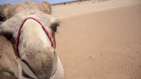 Nahaufnahme-Eines-Afrikanischen-Kamels-In-Der-Namibischen-Wüste,-Das-Sich-Bei-Heißem-Wetter-Dreht-Und-In-Die-Kamera-Blickt
