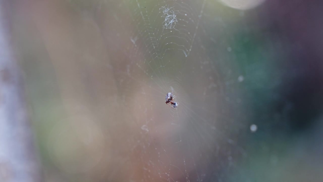 Primo piano di una ragnatela all'aperto, piccolo insetto intrappolato, sfondo sfocato