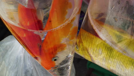 goldfish in bag for selling purposes in vietnam market