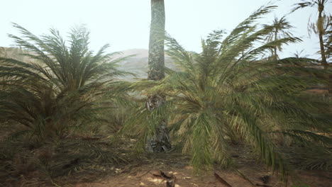 Palm-trees-in-the-desert