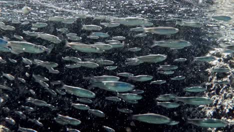 large shoal of pretty silver fish swimming quickly together just below the water surface