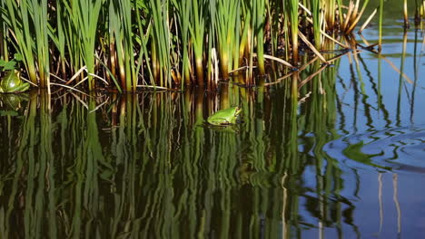 frog in a pond with ripples and reflections