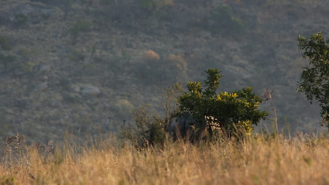 White Rhino hiding in dry grass during golden hour sunset, grazing behind bushes, wide shot