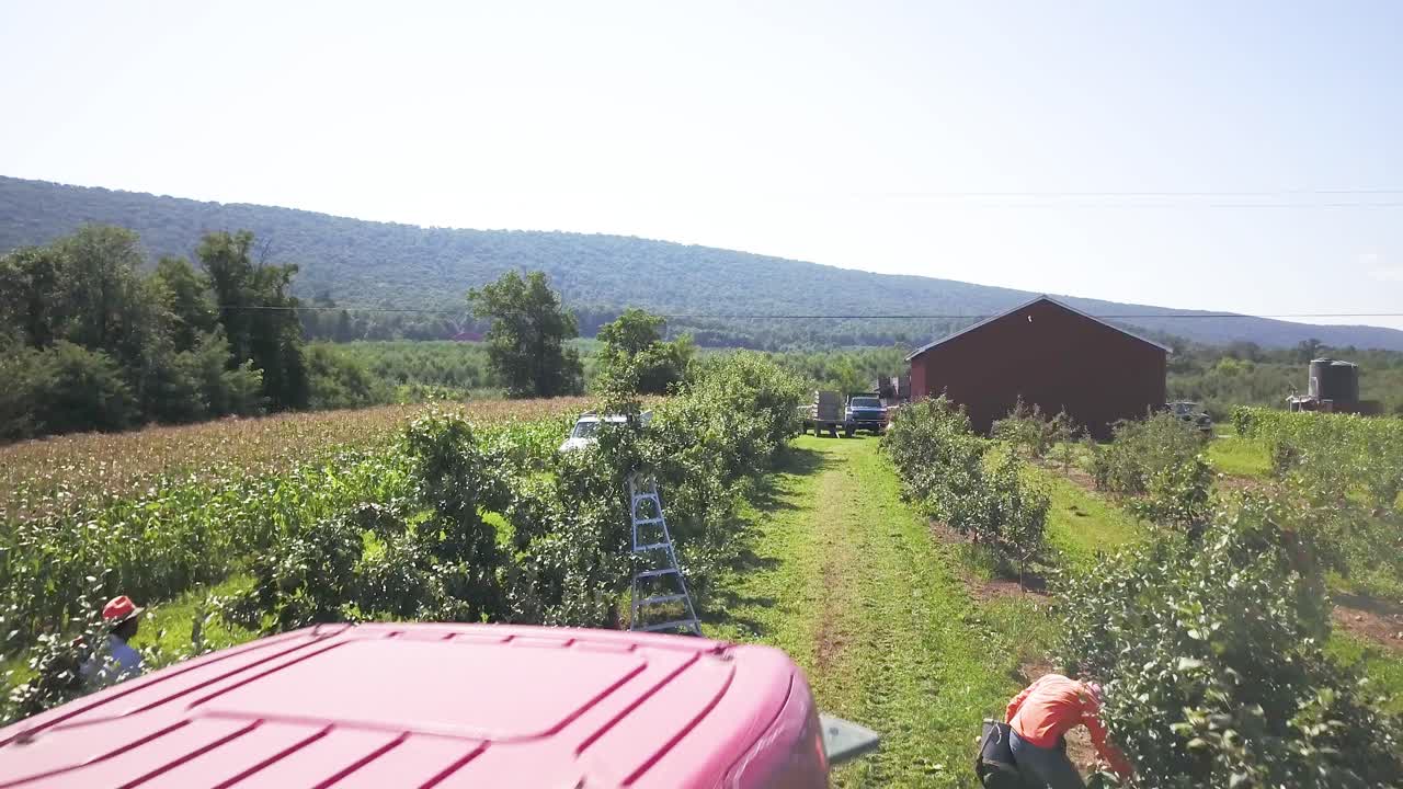 Tractor in an orchard during harvest