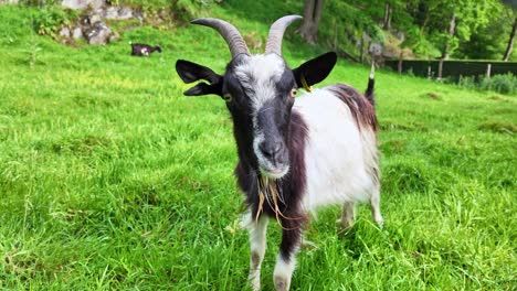 goat eating green grass and grazing in meadow