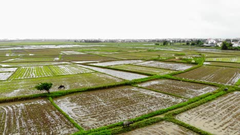 Tiro-De-Foque-En-El-Vasto-Paisaje-De-Campos-De-Cultivo-De-Arroz-En-La-Parte-Rural-De-Hoi-An,-Quang-Nam,-Vietnam