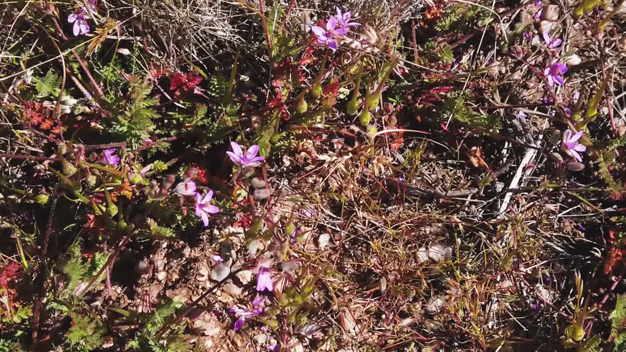 보라색 하론 은 봄 초에 꽃을 피우는 야생 꽃으로 소노라 사막,  엄지손가락, 맥도웰 소노라 콘서바토리, 스스데일, 애리조나에서 발견됩니다.