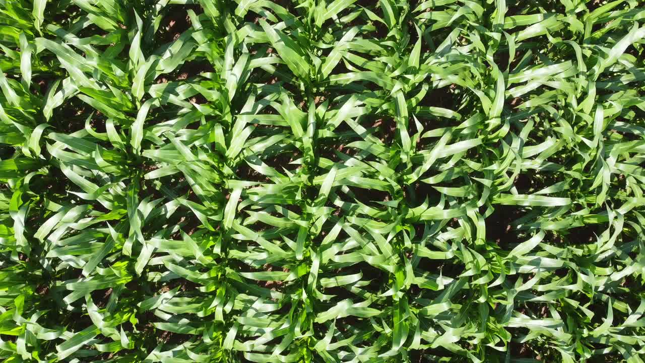 una vista directa hacia abajo de un vuelo de bajo nivel sobre un campo de maíz