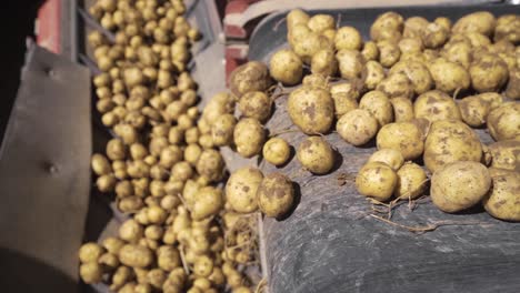 Operación-Comercial-En-La-Fábrica-De-Patatas-En-Cámara-Lenta.