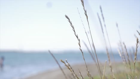 Langes-Gras-Am-Strandwasser