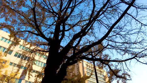 Die-Schönheit-Der-Nihon-Ōdōri-Avenue