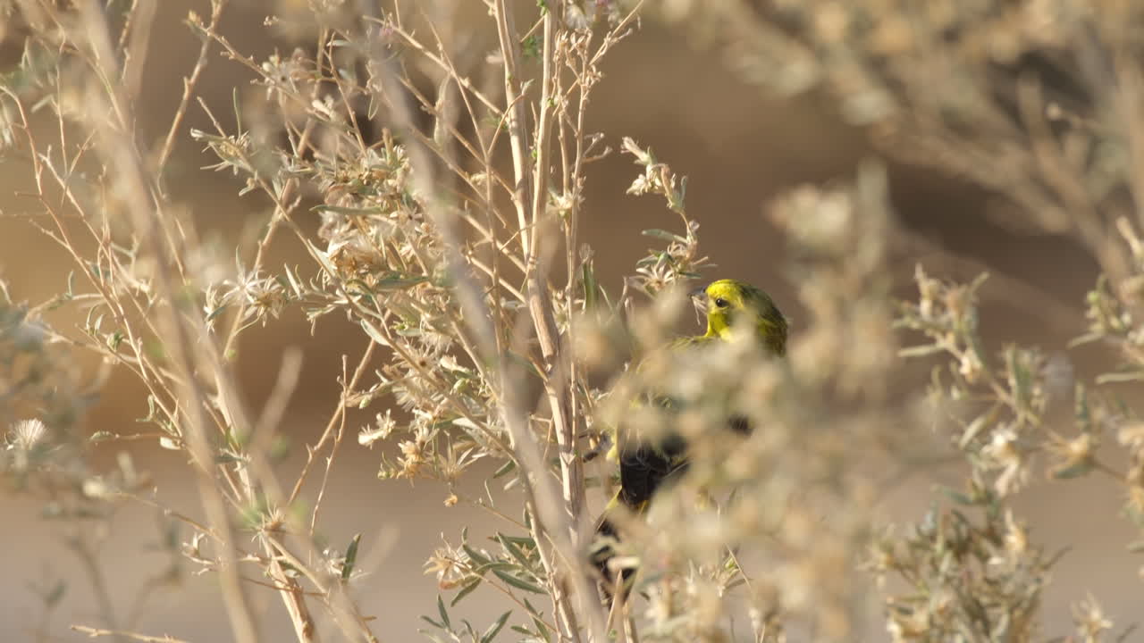 un canario amarillo posado en una rama frágil de un árbol - de cerca