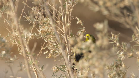 Ein-Gelber-Kanarienvogel,-Der-Auf-Einem-Fragilen-Ast-Thront-–-Aus-Nächster-Nähe