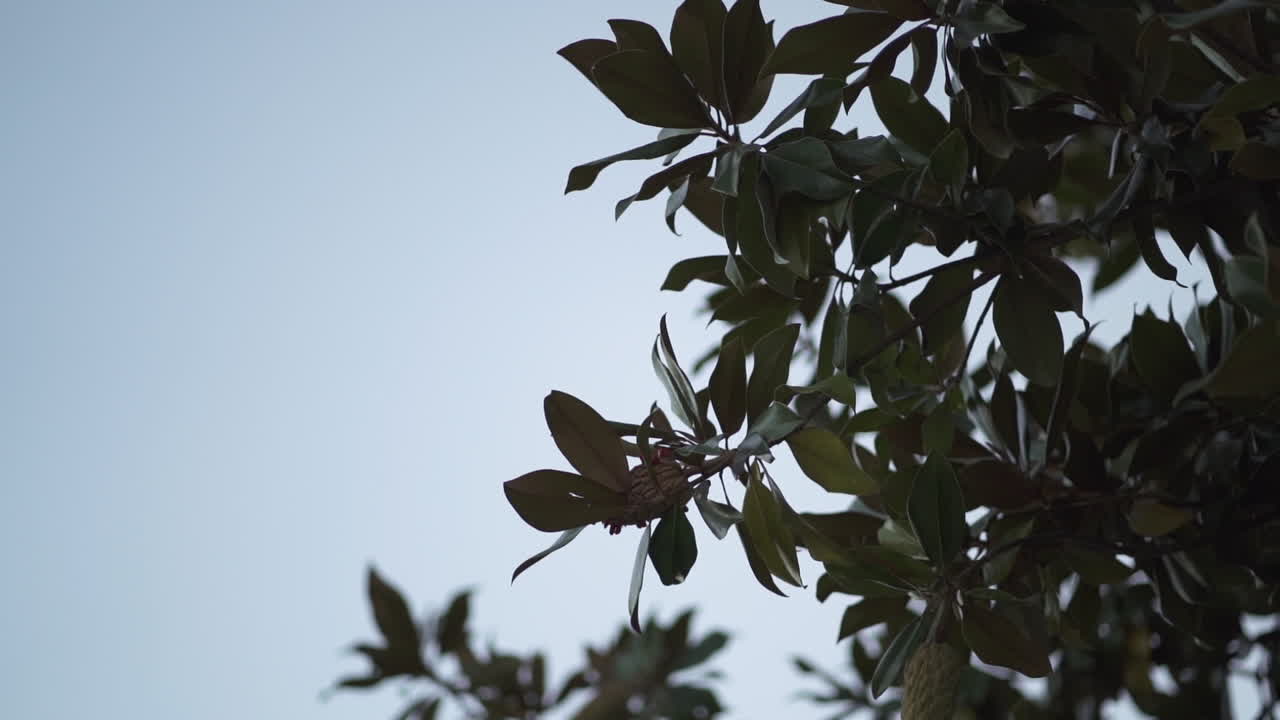 suave follaje meciéndose en la tranquila brisa del crepúsculo - toma detallada
