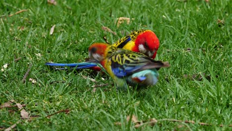 two eastern rosella parrots forage in the grass in australia