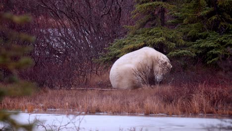 Oso-Polar-Sentado-Y-Esperando-Que-El-Invierno-Se-Congele-Y-Yace-Entre-La-Maleza-Subártica-Y-Los-árboles-De-Churchill,-Manitoba