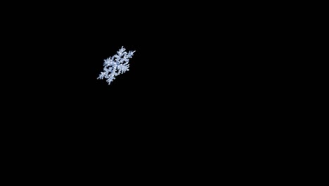 4k. vliegende sneeuwvlok op zwarte achtergrond. naadloze lus.