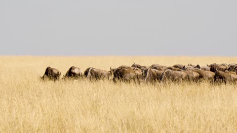 un disparo panorámico de un oído de búfalos pastando y caminando en la alta hierba dorada