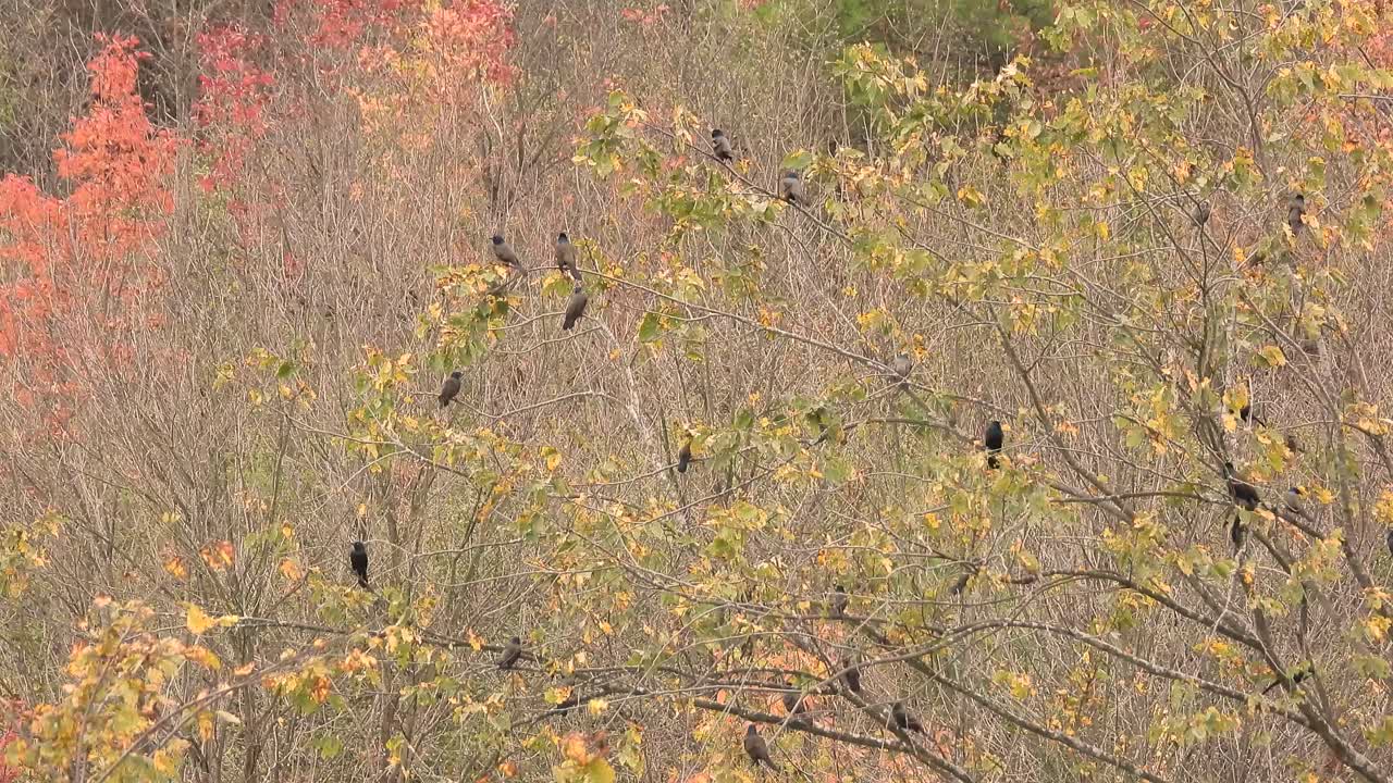 small birds sitting in trees - static shot