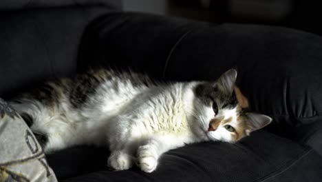 adorable calico feline cat female adult sleeping on comfortable blanket