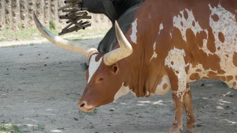 Ankole-watusi-kuh-Auf-Dem-Bauernhof.-Amerikanische-Rinderrasse---Nahaufnahme