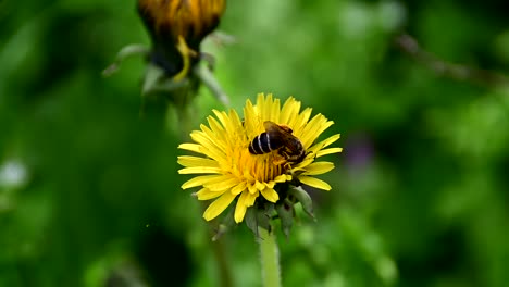 Biene-Sammelt-Pollen-Von-Gelben-Blüten