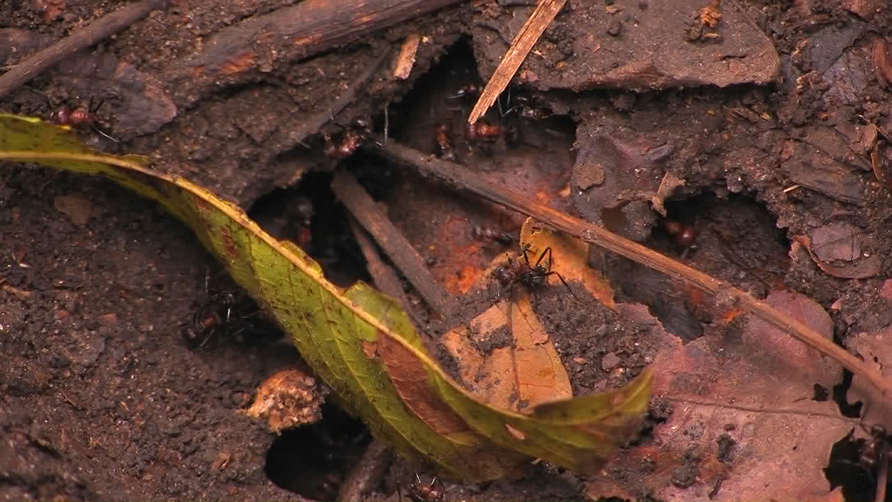 거대한 개미는 식민지 입구 주변에서 일합니다.