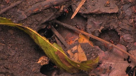 hormigas gigantes trabajan alrededor de la entrada de su colonia