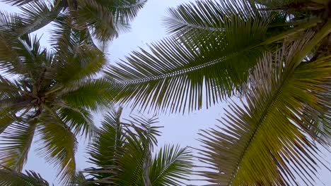 ralenti regardant d'en bas les sommets d'une vue dense de feuilles de palmiers en passant plusieurs au lever du soleil avec une volée d'oiseaux qui tournent dans le ciel