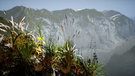 fresh grass at big rocky cliff in ocean