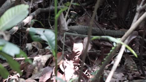 Varanus-salvator-walking-in-a-deep-jungle