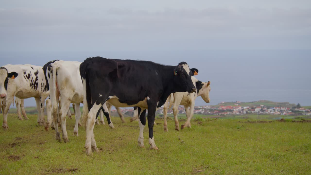 las vacas jóvenes llegan al final de su pasto, con una gran vista de una aldea y el océano en el fondo