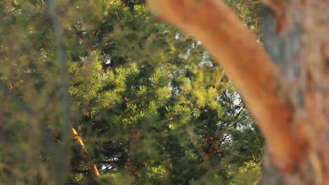 Green forest background. Forest background. Pine tree. Pine tree trunk