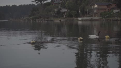 Cisne-De-Cuello-Negro-Nadando-En-El-Lago-Vichuquen